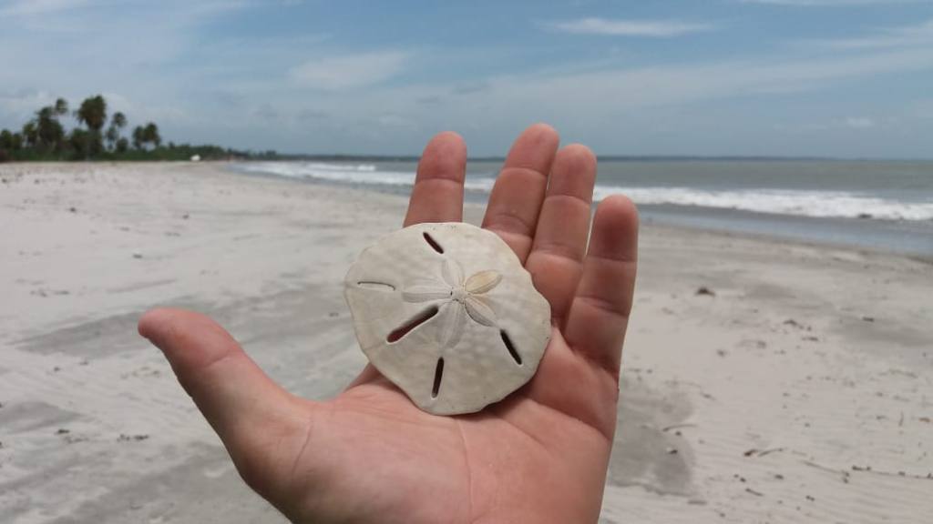 Estrela-do-mar numa praia do litoral Norte