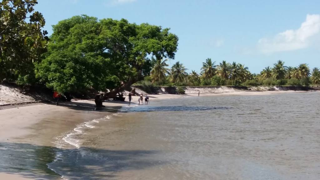 Bela praia cercada de vegetação litorânea