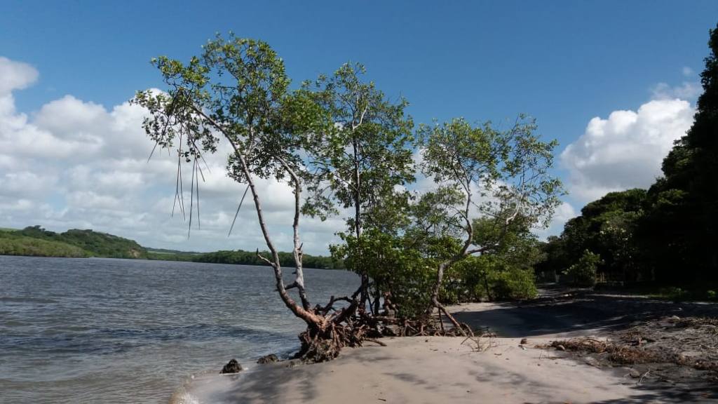 Árvores de manguezal e deságua