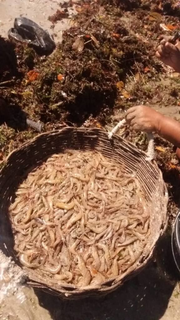 Cesta cheia de camarões